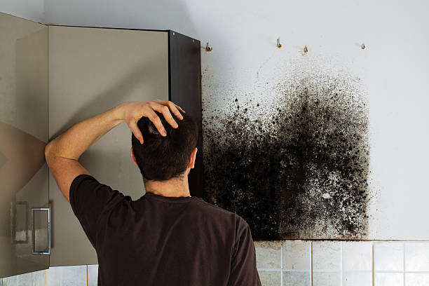 Best Post-Flood Mold Remediation in Ozark, AL